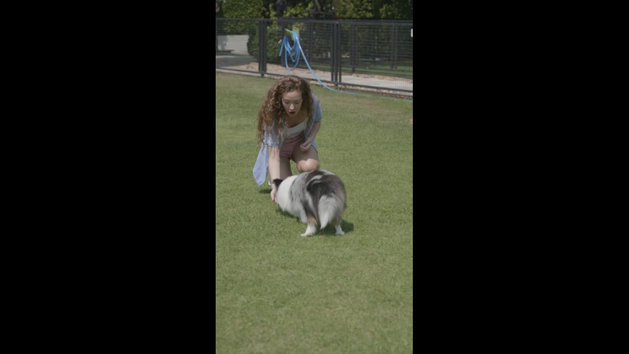 Beautiful young Woman Training Her Dog Full HD video .