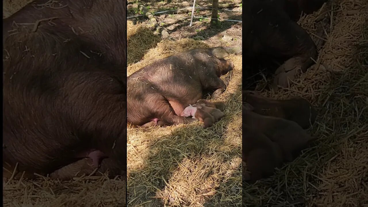 Little Piggies Just Born @UncleTimsFarm #kärnəvór #carnivore #shorts #hereford #freerangepigs