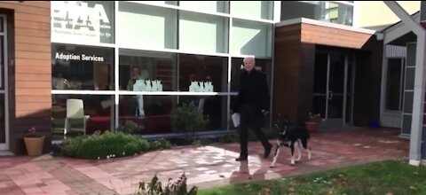 Biden's dog Major getting additional training