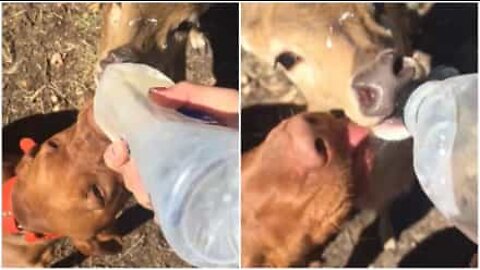 Pet dog and hand-reared deer prove best buddies by sharing feeding bottle