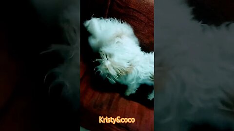 kristy funn with coco#funnyvideo #cutedog #shihtzu #shortvideo #dogslover #cutedog #dog