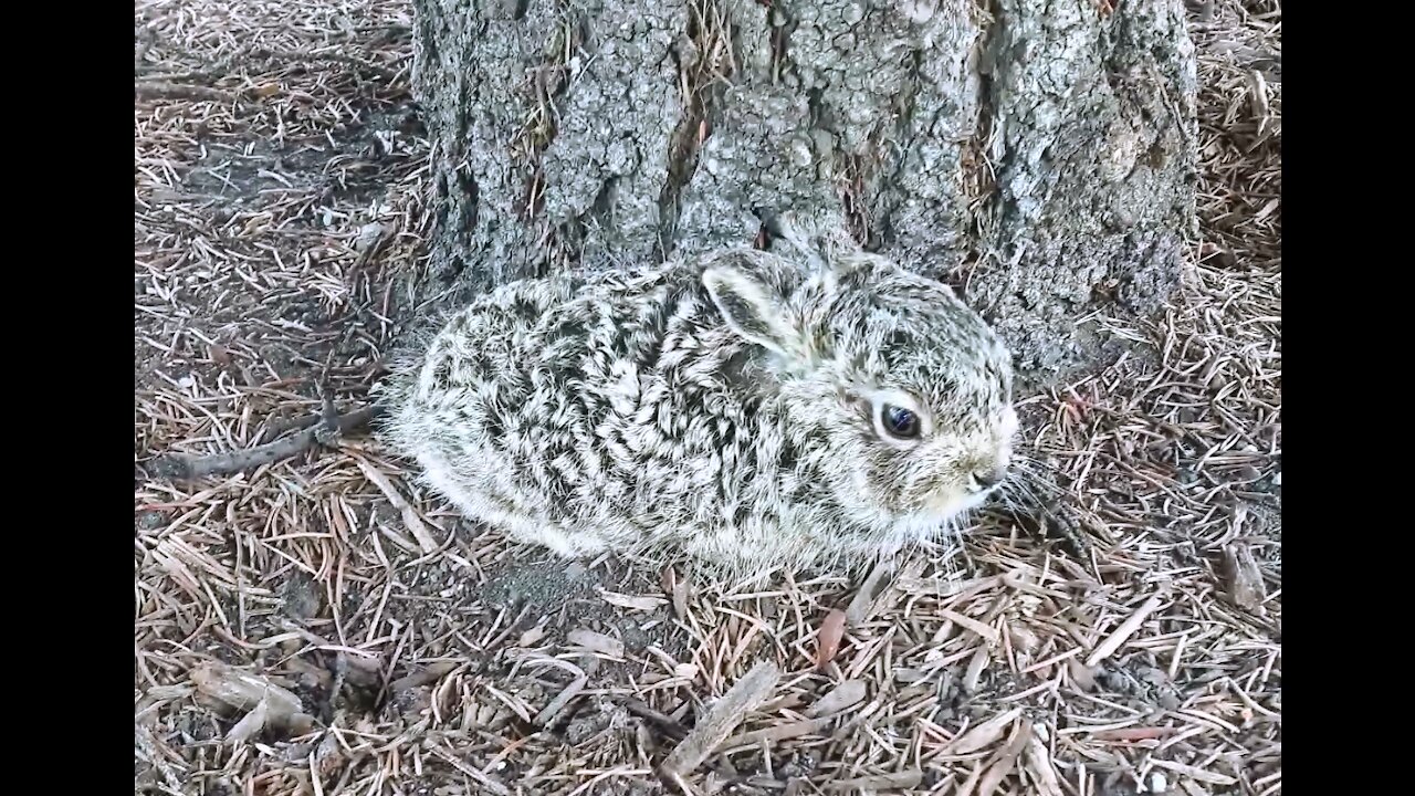 Dispatching a Most Foul, Cruel and Bad-Tempered Rodent