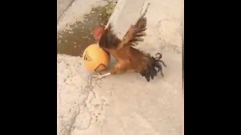 a chicken play football