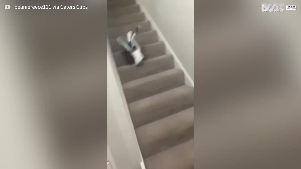 Seagull casually walks into house