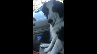 Dog Riding Shotgun Enjoying A/C!