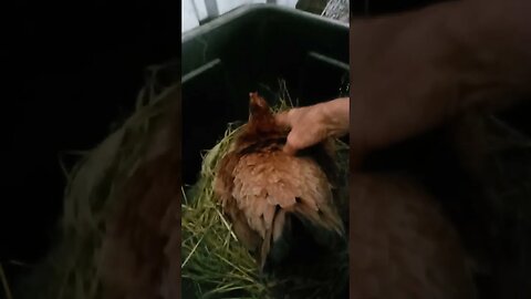 Good morning Forest Day 14 sitting on eggs