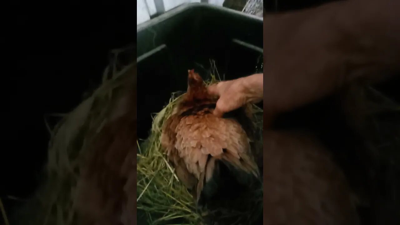 Good morning Forest Day 14 sitting on eggs