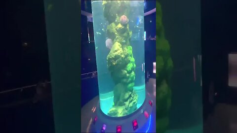 The end of this Metroid style Fish tank at Thailand's Aquarium is unexpected #shorts #aquarius #fypシ