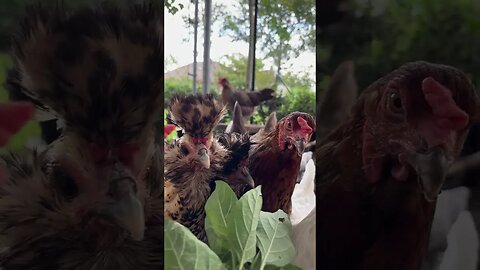 Chicks Munching on Some Leafy Greens!!