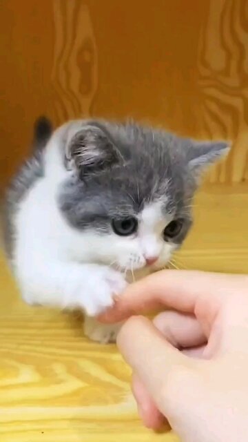 cat pequeno brincando