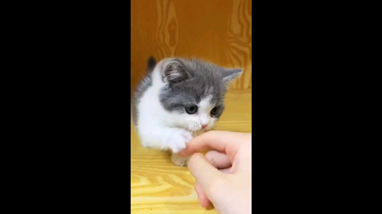 cat pequeno brincando
