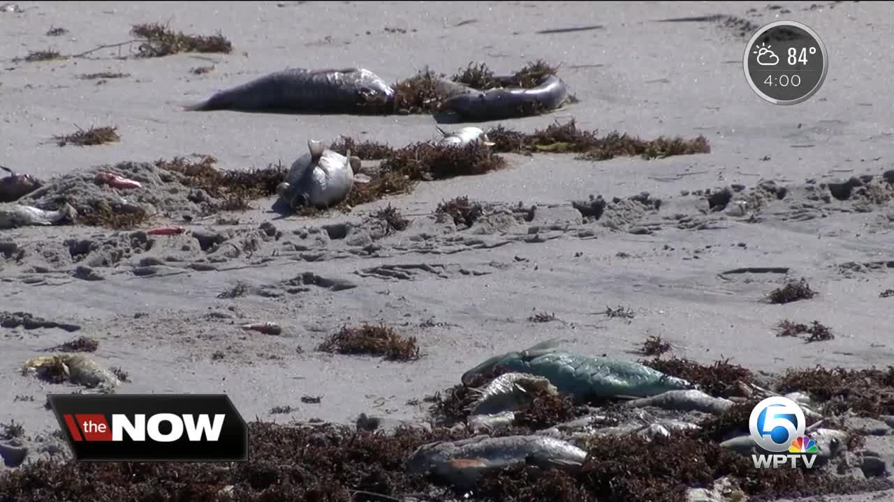 High levels of red tide detected in Indian River County beaches