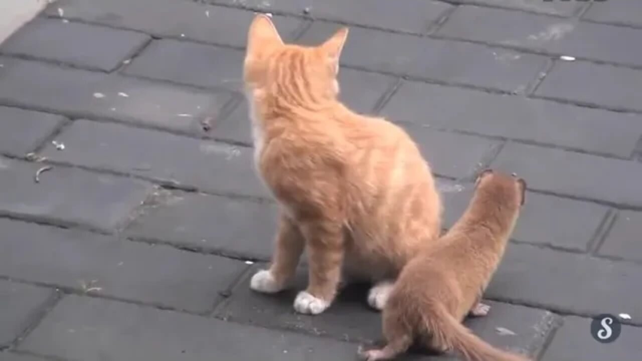 The unlikely friendship this cat and weasel share will blow your mind!猫和黄鼠狼的友谊会让你崩溃！