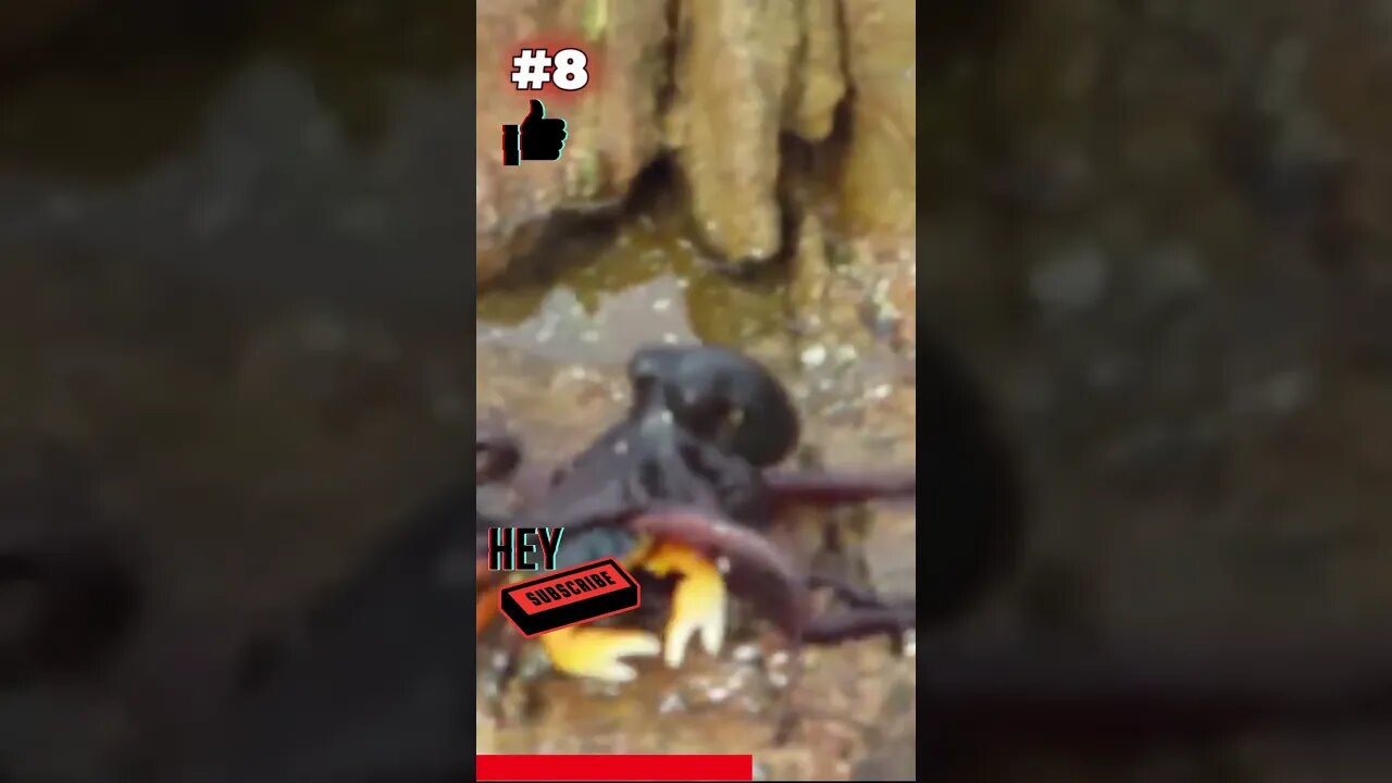 😲 Terminator Squid Takes Out Armored Crab: Crazy Animal Videos That Will Make Your Jaw Drop! 🐾🎥 Ep8