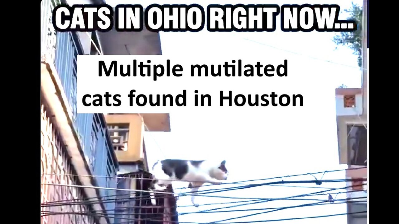 Multiple mutilated cats found in Houston, is Trump right?