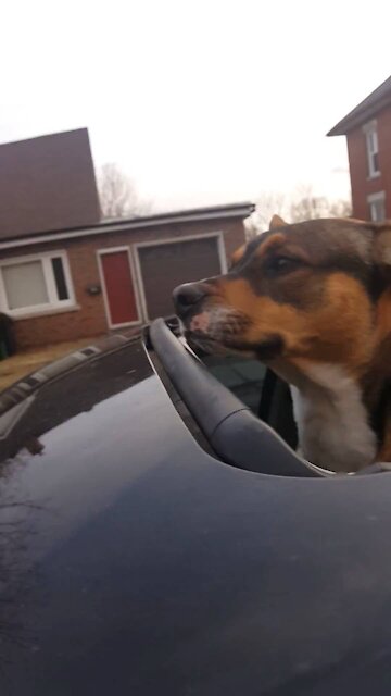 More dog out sunroof