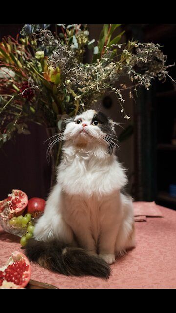 Cat Doesn't Like Being Away From Its Owner - TikTok Cats (Funny Animals #307)