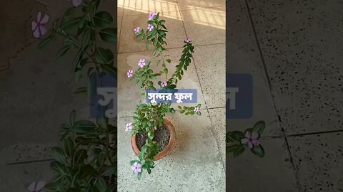 চমৎকার একটি সুন্দর ফুল