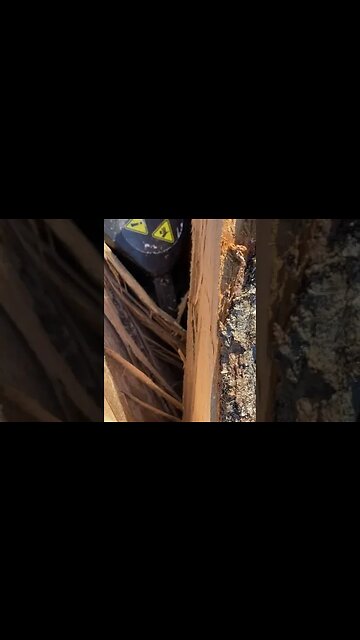 25ton splitter splitting hard maple block.