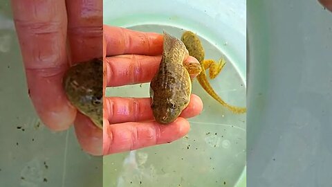 Tadpoles in pond #shorts