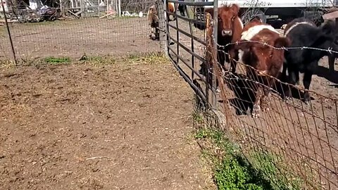 Feeding #MooMoos With #MasklessRefugee