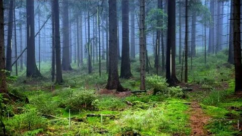 Звуки дождя чтобы уснуть быстро. Звуки природы для расслабления.