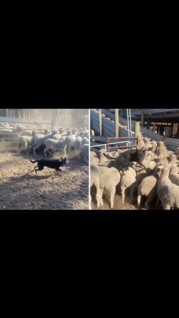 Diligent sheep dog know how to get job done