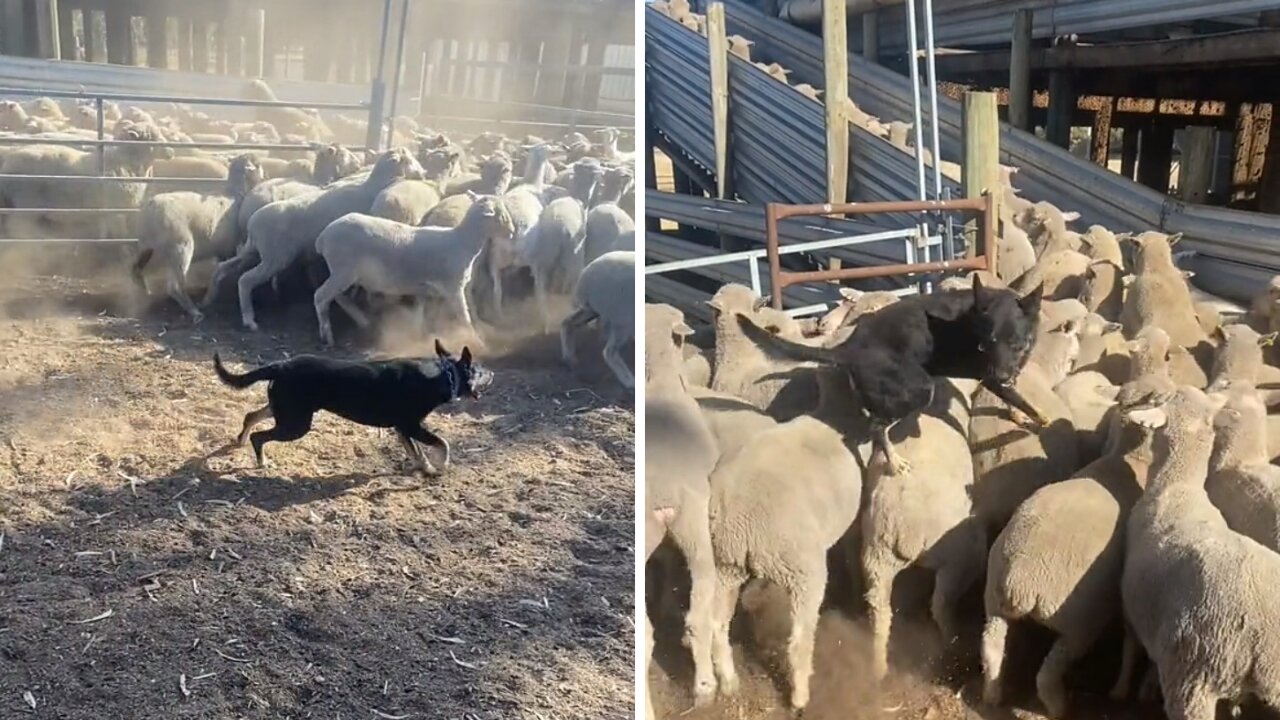 Diligent sheep dog know how to get job done