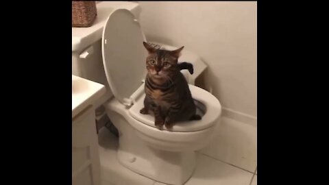 Smart cat peeing on the toilet bowl