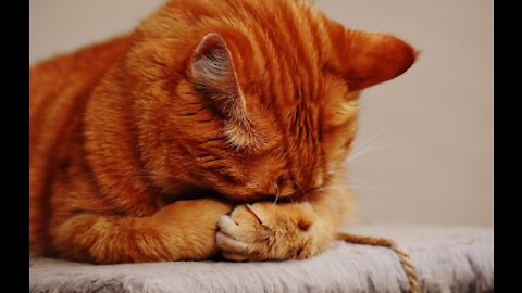 animals try not to laugh funny videos l 2021 funny videos