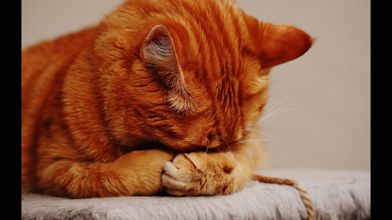 animals try not to laugh funny videos l 2021 funny videos