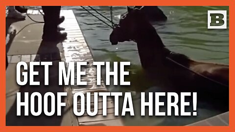 Horse Couldn't Take the Heat: Officers Rescue Pony Stuck in Pool