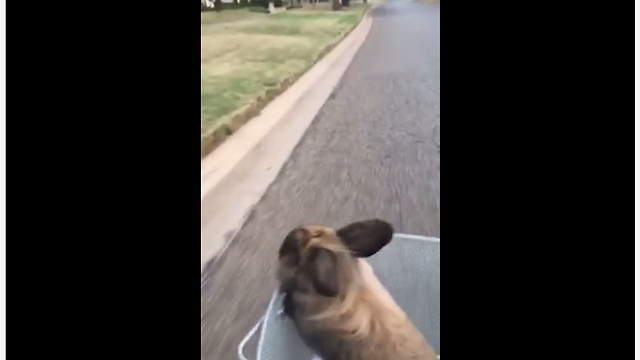 Bunny thoroughly enjoys relaxing bike ride