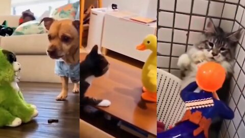 Dogs and Cats Videos Cat and funny video #Shortvideo #rumble