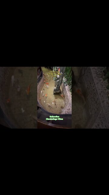 #hibachi #grill #westdesmoines #iowa #chookolingo #koi