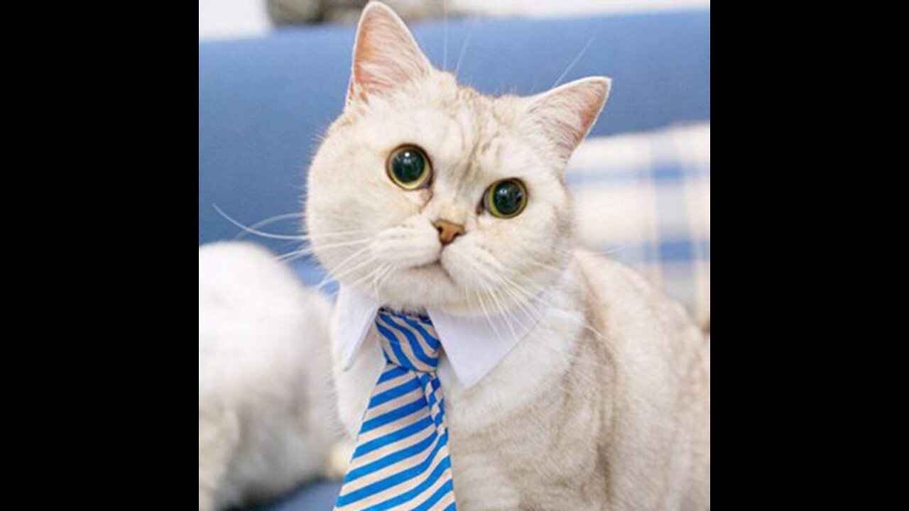 Cats 101 : Best Cats for Beginners!!