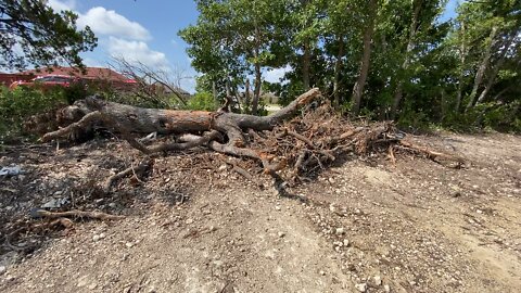 Just moved to Texas, bee rescue. Trees with bees in housing development sites face evicition or death.