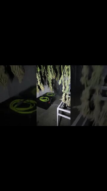 Day 5 of the dry/cure. 60°F and 50-60% RH. #shorts