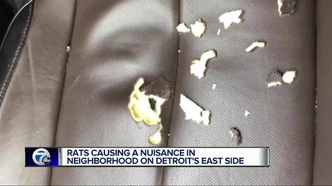 Woman finds passenger seat in new SUV chewed up by rat