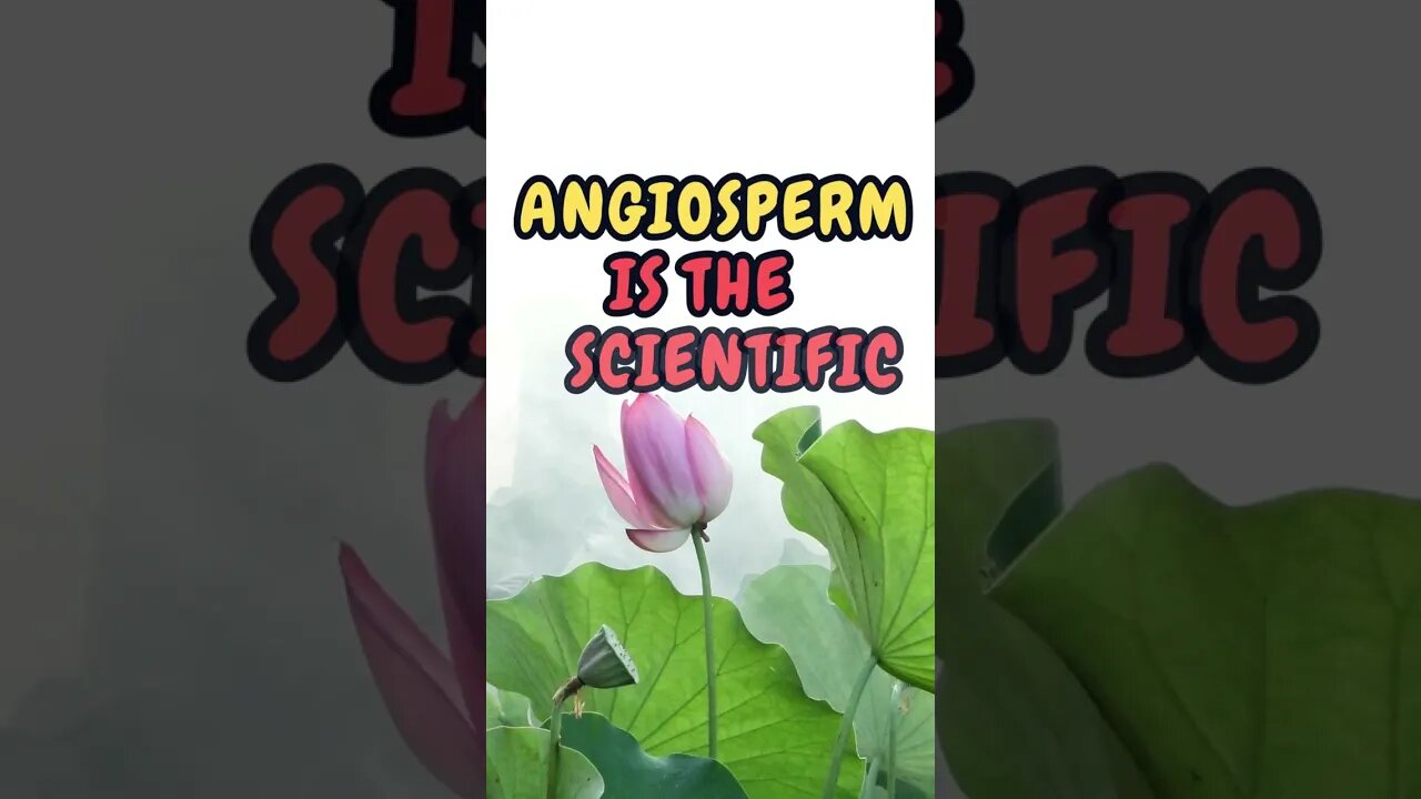 🌻🌷Who Knew This Fact About Plants?🪴 #Shorts #ShortsFact #Plants #PlantFacts #angiosperm #angiosperms