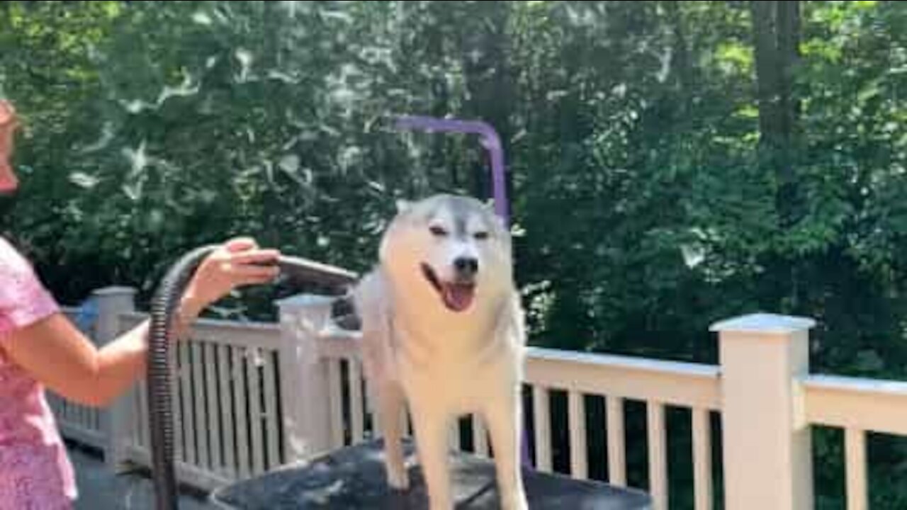 Ce husky perd énormément de poils quand vient l'été