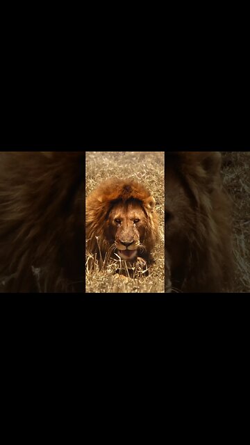 Lion King 🦁 👑 #shorts