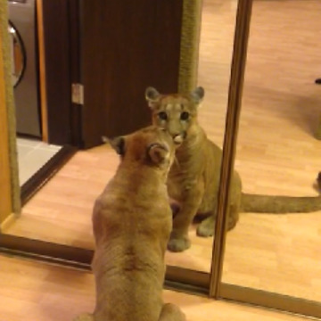 Puma Messi first time saw his reflection in the mirror