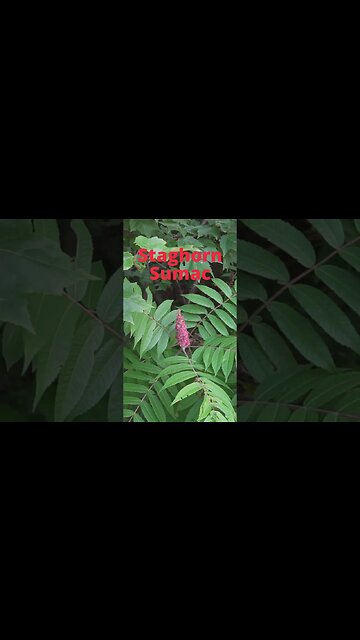 Nature's Kool Aid! 🌹