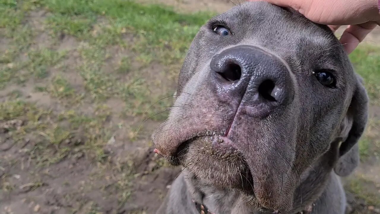 Total Recall FAIL Bruce The Cane Corso 9.5 month old 50 KG 110 Lbs