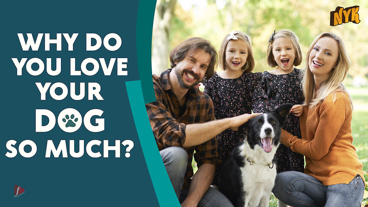 Why do we love dogs? *