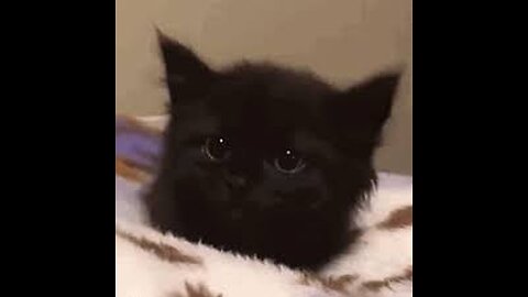 Funniest Cats And Dogs Videos 😁 - Best Funny Animal Videos 🥰