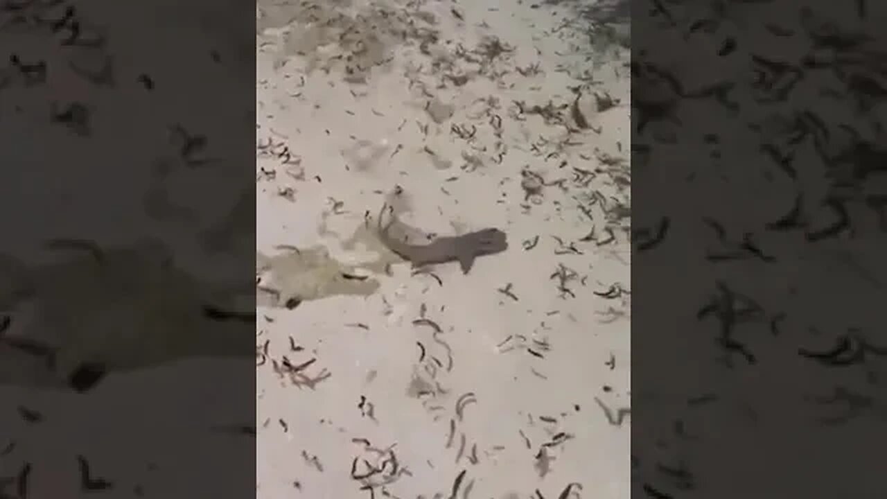 Wait for it🦈😲