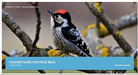 Ciocanitoarea pestrita mica (din "Pasari din livezile si baltile Dunarii)