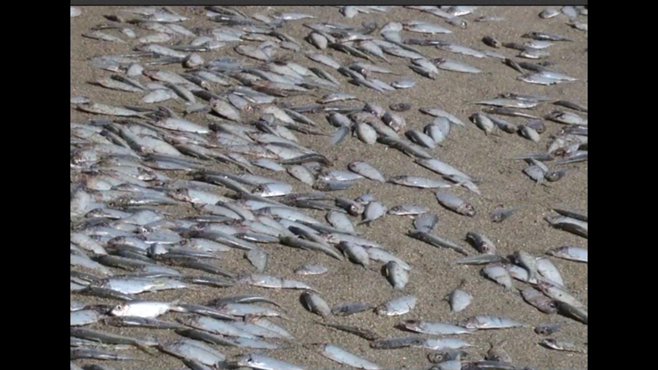 Fish kill prompts red tide concerns
